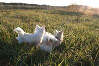 Lahipellolla_auringonlaskussa