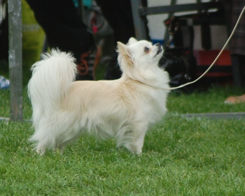 SKKY Erikoisnyttely 2011