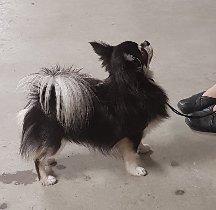 Kouvolan kansallinen nyttely 2011