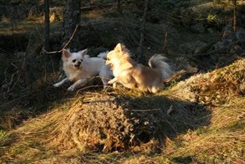 Pirkko_ja_Kerttu_kisaa